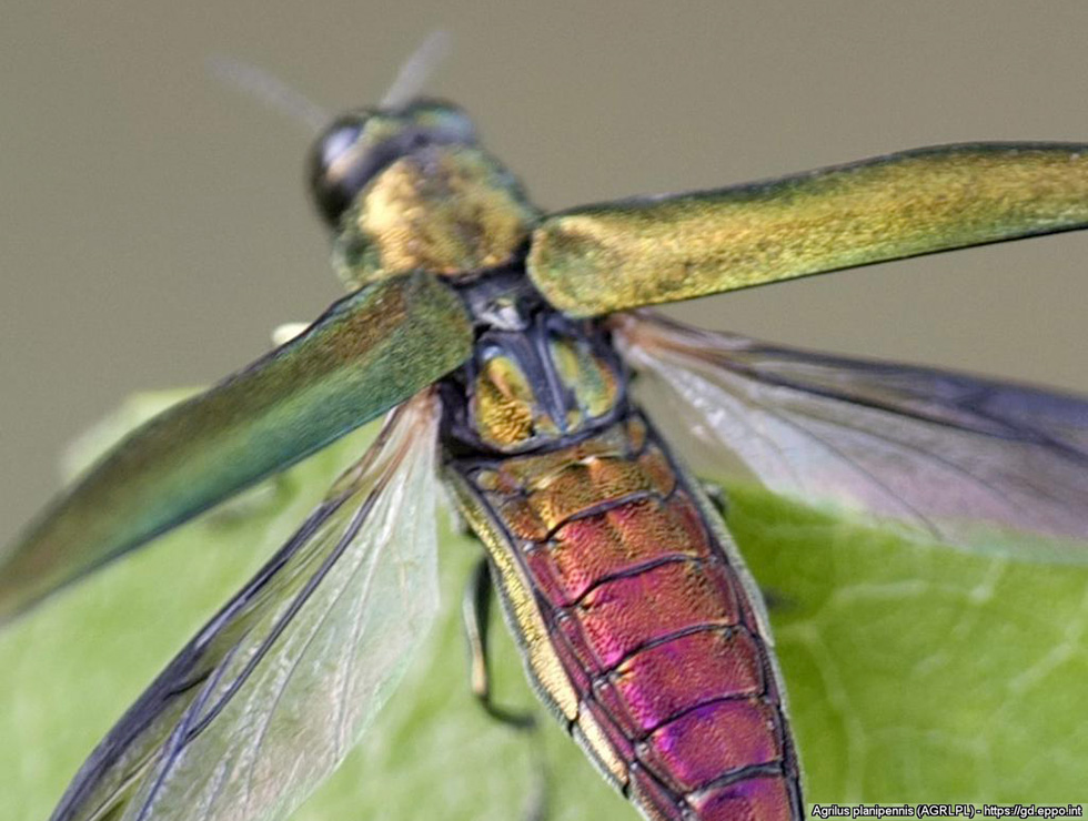 Aziatische essenprachtkever: Adult | © Eppo, E. Jendek