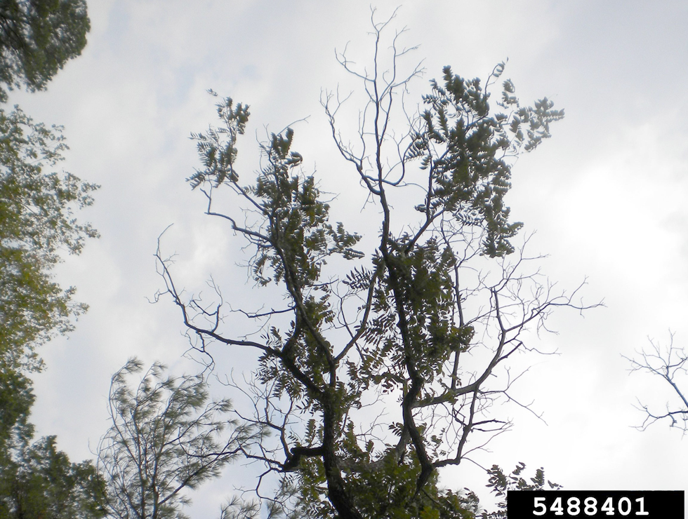 Duizendkankerziekte: Schadebeeld | © E. Bus Forestryimage