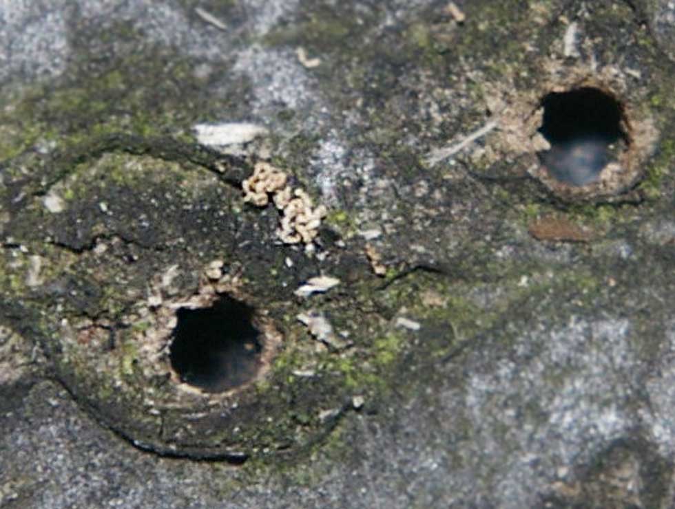 Ongelijke houtkever: Schadebeeld uitvlieggaten | © Viaverda