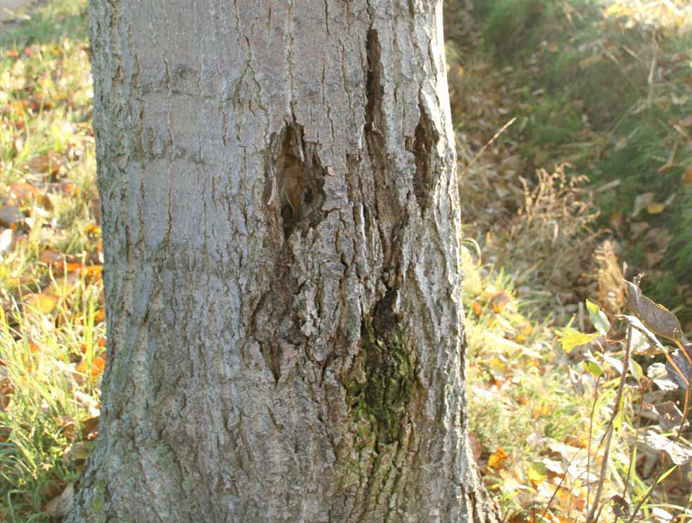 Wilgenhoutvlinder: Schadebeeld op <I>Populus</I> | © Viaverda