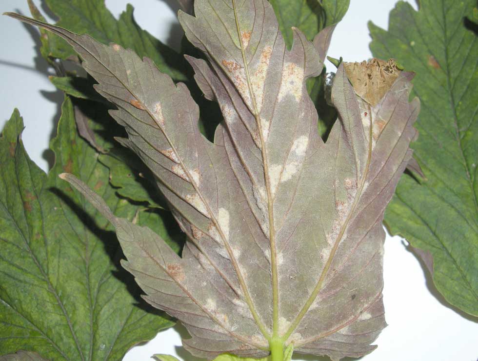 Aceria eriobius: Schadebeeld <I>Acer</I> | © Viaverda