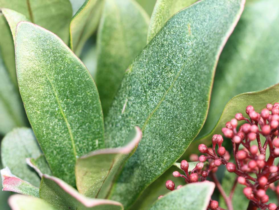 Citrusspintmijt: Schadebeeld op <I>Skimmia</I> | © Viaverda