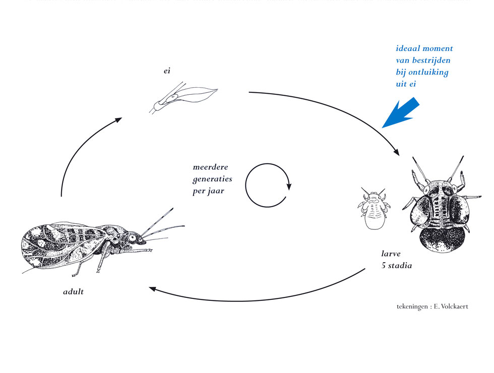 Elaeagnusbladvlo: Cyclus | © Viaverda