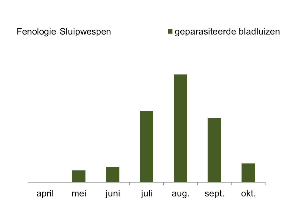 Sluipwespen: Cyclus - fenologie | © HoGent