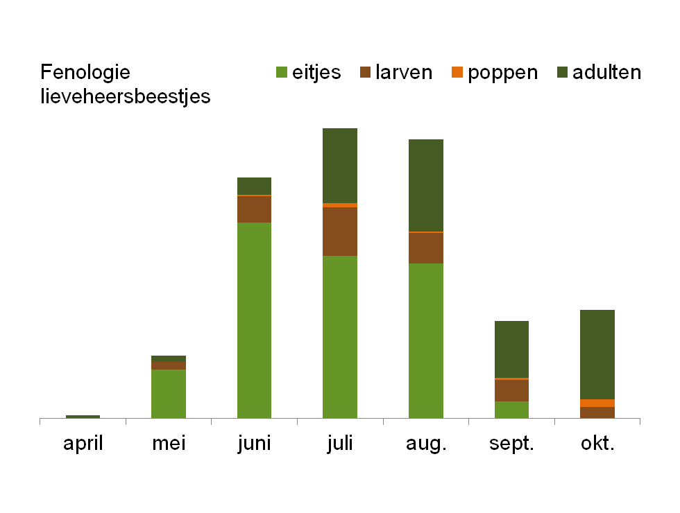 Lieveheersbeestjes: Cyclus - fenologie | © HoGent