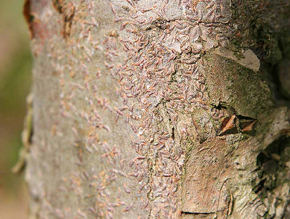 Kommaschildluis: Schadebeeld op <I>Malus</I> | © Viaverda