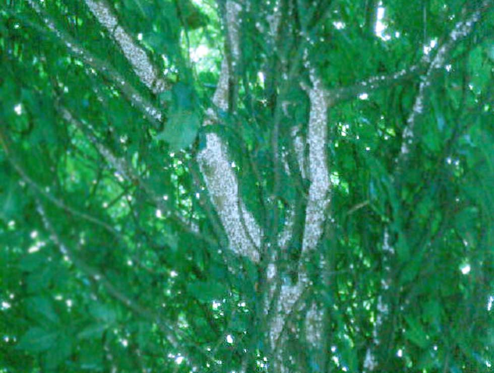Pulvinale dopluis: Schadebeeld | © Viaverda