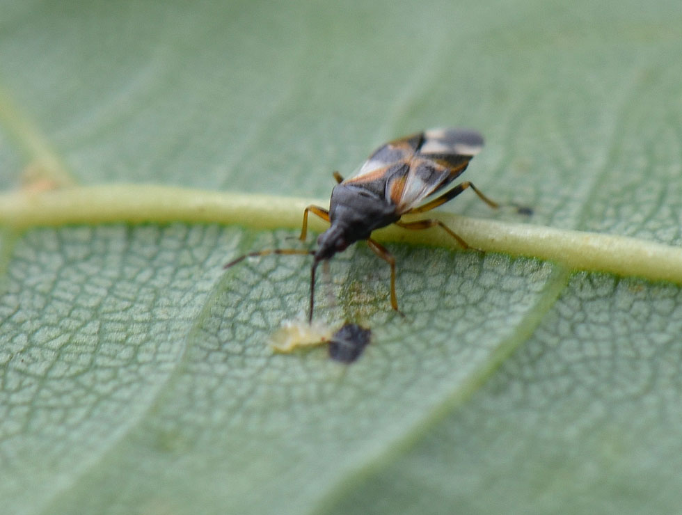 Roofwantsen: Adult <I>Anthocoris sp</I>. met prooi | © HoGent