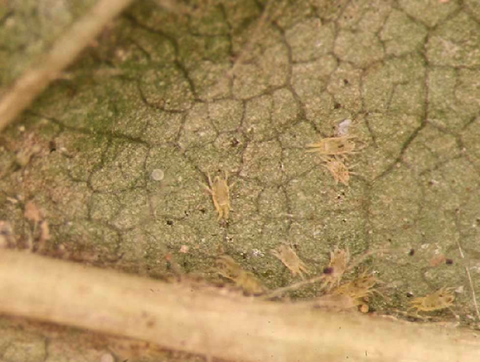 Eotetranychus carpini: Adult kolonie | © Viaverda