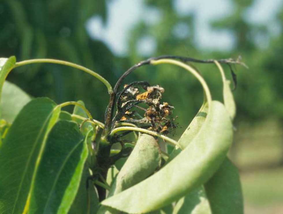 Bacterievuur: Schadebeeld | © pcfruit