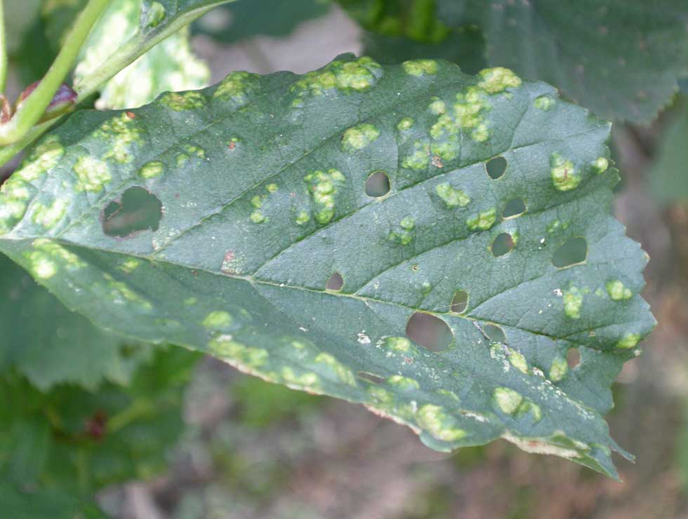 Elzenviltmijt: Schadebeeld op <I>Alnus</I> | © Viaverda