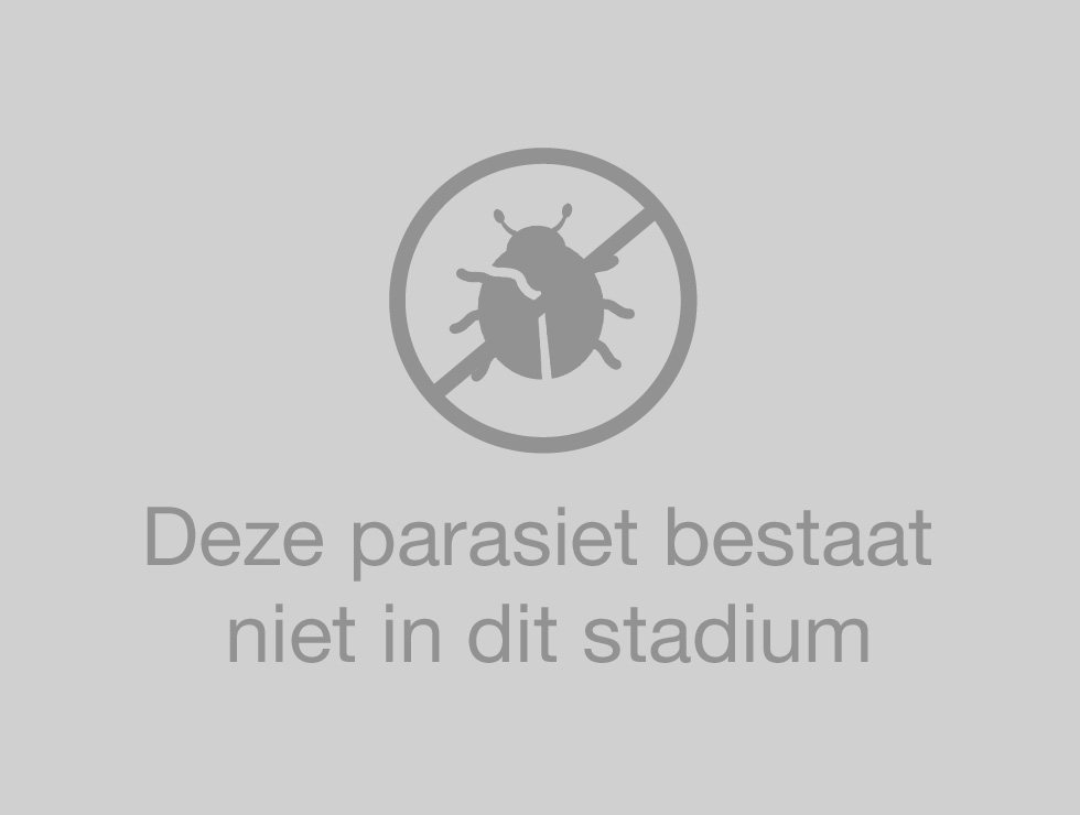 Xylella fastidiosa: Ei| © Viaverda