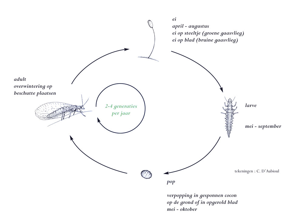 Gaasvliegen: Cyclus bruine en groene gaasvlieg | © Viaverda