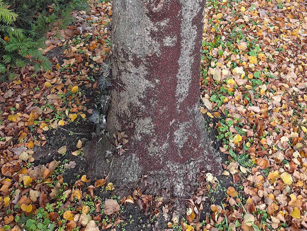 Lindespitskop: Schadebeeld | © Viaverda